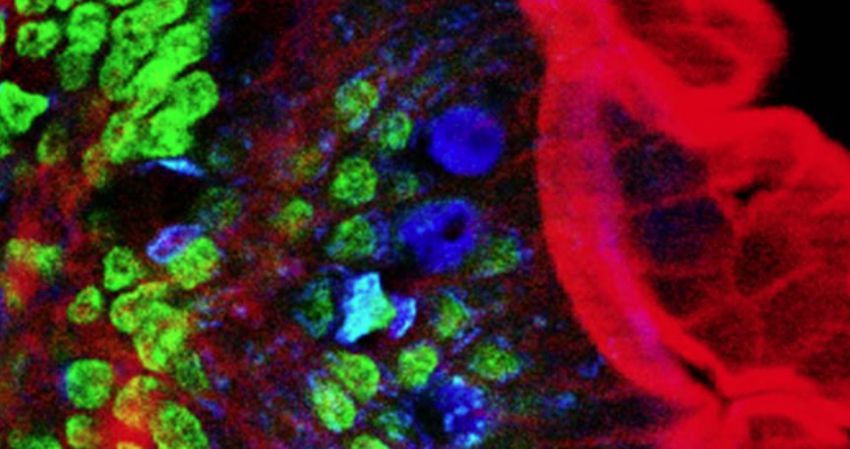 雙光子激發顯微鏡熒光成像