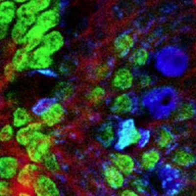 熒光濾光片里面說的熒光是什么光？